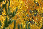 PICTURES/Pikes Peak - No Bust/t_Aspens10.JPG